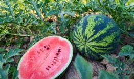 天津西青吃瓜,夏日吃瓜指南，畅享清凉美食之旅