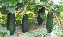 烟台情侣吃瓜事件