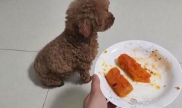 泰迪怎么吃瓜,清凉一夏，健康相伴