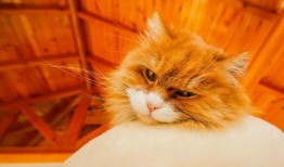 吃瓜房子塌了图片,揭秘“房子塌了”背后的真相