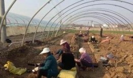 界首的吃瓜事件,一场引发全民热议的网络狂欢