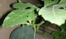 吃瓜籽的瓜种植,探寻种植美味瓜果的奥秘