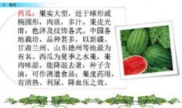 芜湖运达吃瓜ppt,一场网络狂欢背后的真相与反思