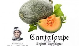 专业吃瓜号,专业吃瓜号带你探秘明星生活