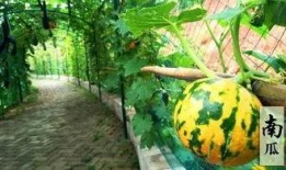 里雾诗吃瓜,揭秘网络热词背后的文化现象