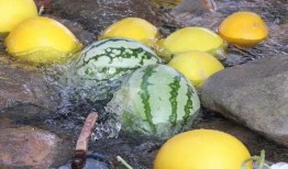 廊坊大城吃瓜,夏日吃瓜盛宴，品味地方特色生活