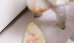 吃瓜派大星,揭秘吃瓜派大星的趣味生活