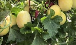 界首的吃瓜事件,一场引发全民热议的网络狂欢