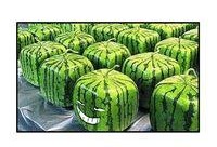 吃瓜群众之吃西瓜,吃瓜群众畅享清凉西瓜盛宴