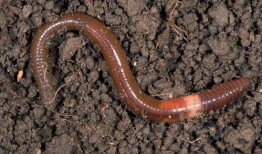 直播吃瓜蚯蚓,吃瓜蚯蚓背后的网络现象解析