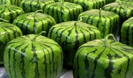 中国人吃瓜包饭,探寻中国独特的“吃瓜包饭”文化