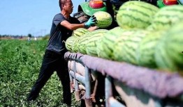 山西高阳镇吃瓜