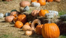 功德吃瓜,揭秘网络红人背后的功德故事