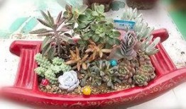 多肉吃瓜事件,揭秘植物界的“美食”传奇