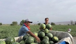 坟头吃瓜完整版,揭秘神秘事件的背后真相