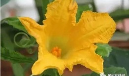 吃瓜的小花花,吃瓜小花的瓜界奇遇记