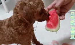 泰迪怎么吃瓜,清凉一夏，健康相伴