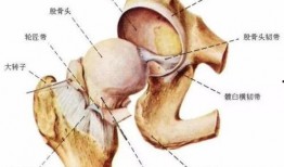 髋关节吃六瓜,髋关节健康之道