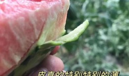 美帝吃瓜,揭秘美国政治的“吃瓜”现象