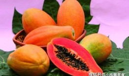 吃瓜少女土豆子,吃瓜少女土豆子的瓜界奇遇记