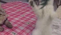 大爷吃瓜头像高清图片,揭秘大爷吃瓜头像背后的故事