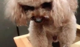 泰迪怎么吃瓜,清凉一夏，健康相伴