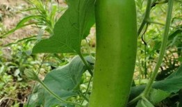 瓠子瓜应该怎么吃