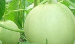 田瓜不能和什么一块吃,揭秘哪些食材不宜与田瓜同食