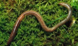 直播吃瓜蚯蚓,吃瓜蚯蚓背后的网络现象解析