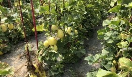 界首的吃瓜事件,一场引发全民热议的网络狂欢