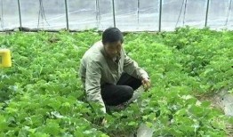 吃瓜幸福花园,揭秘瓜果飘香中的美好生活画卷