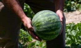 最近吃瓜的人,揭秘明星幕后故事