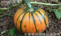 减肥吃南瓜还是面瓜,减肥饮食中的最佳选择对比