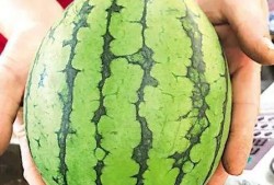 青岛最新吃瓜事件,揭秘背后真相与争议焦点