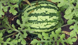 吃瓜籽的瓜种植,探寻种植美味瓜果的奥秘