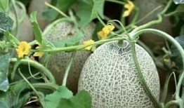 现实吃瓜现状视频素材,揭秘现实吃瓜现状视频素材背后的故事