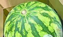 吃自己瓜,揭秘吃瓜群众的趣味生活