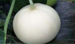 备孕吃梨瓜,梨瓜助力备孕健康生活