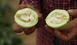 直播间吃长瓜,长瓜美食大赏