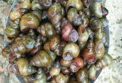 大螺丝吃瓜,揭秘娱乐圈幕后风云