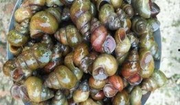 大螺丝吃瓜,揭秘娱乐圈幕后风云