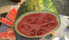 日照吃大瓜,畅享大瓜美食之旅