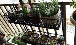 黑科大栏杆吃瓜,一场别开生面的“吃瓜”盛宴