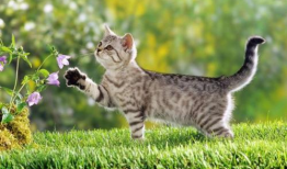 猫咪吃瓜视频配音,萌宠版“瓜界风云”