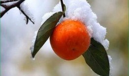 吃红瓜的时候吃柿子好吗,红瓜与柿子同食的注意事项