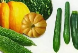 孙集吃瓜,揭秘乡村生活的酸甜苦辣