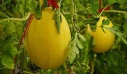 吃瓜群 名称,网络社交新现象背后的故事