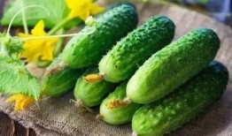 吃瓜系统吃一个瓜1万元小说,万元小说背后的神秘世界