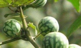 马泡瓜吃播,一场视觉与味觉的双重盛宴