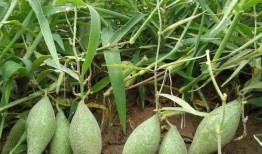 羊角瓜一次可以吃几个,一次品尝羊角瓜的适量指南